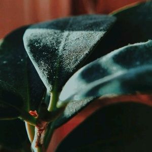 Meet your Posher, Leo